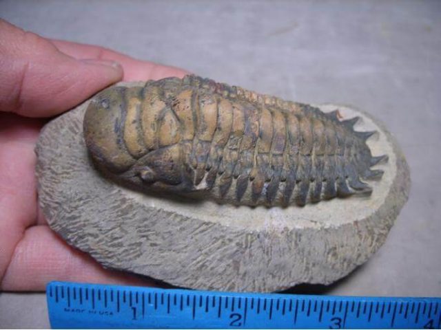 fossils