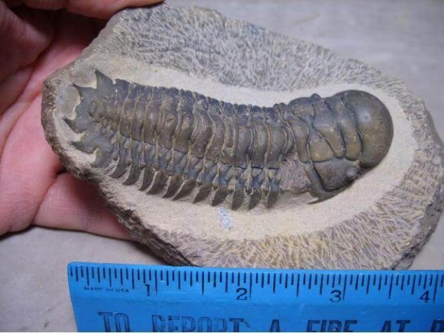 trilobite fossils