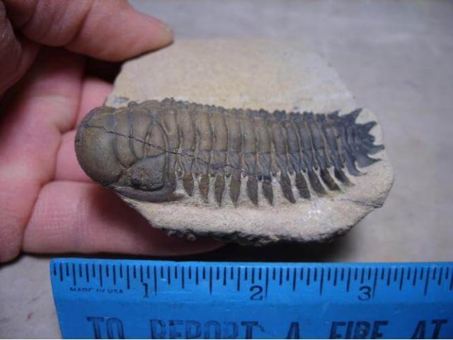 trilobite fossils