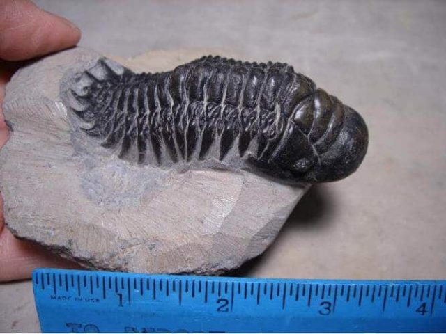 trilobite fossils