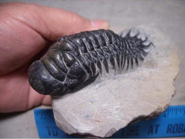 trilobite fossils