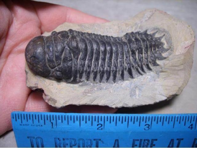 trilobite fossils