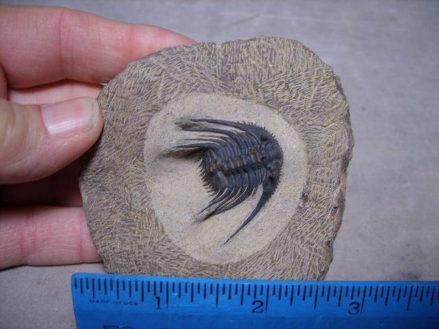 Fossil Tilobites