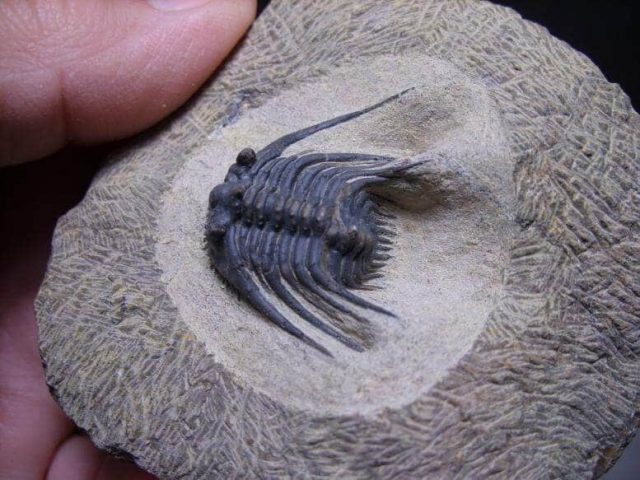 Fossil Tilobites