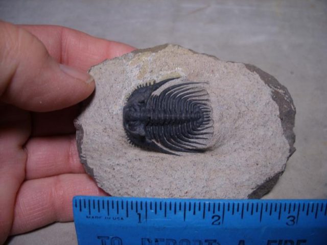 fossil trilobites