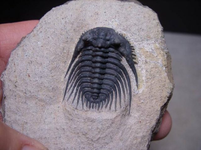 fossil trilobites