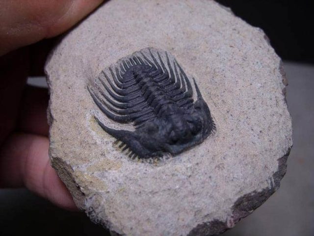 fossil trilobites