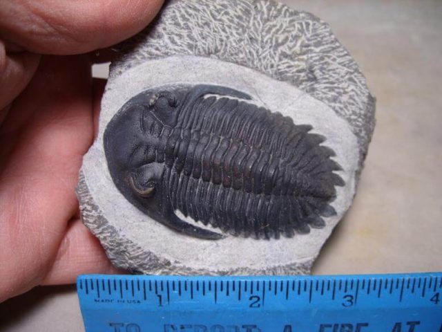 trilobite fossils