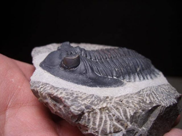 trilobite fossils