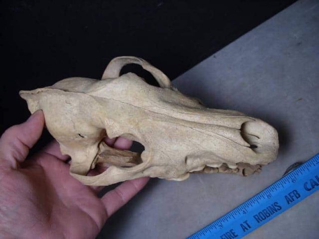 fossil dog skull