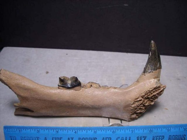 Cave Lion fossils