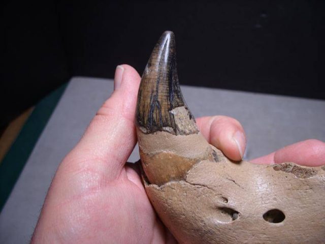 panthera fossils