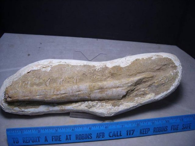 fossil raptor jaw