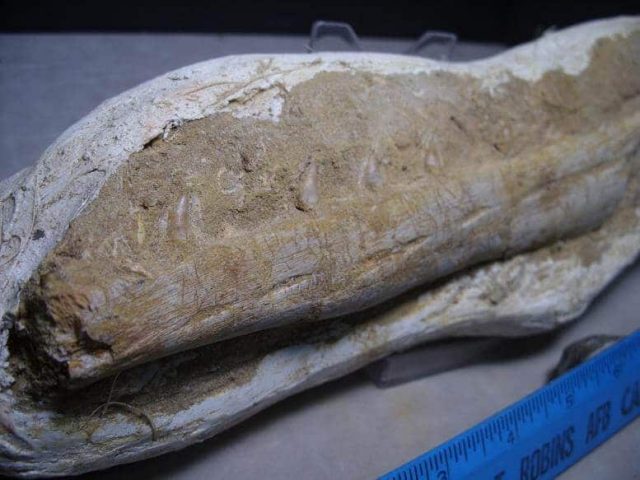 Fossil Raptor Jaw (030916m) - Image 2