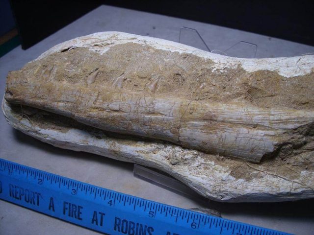 dinosaur raptor fossils