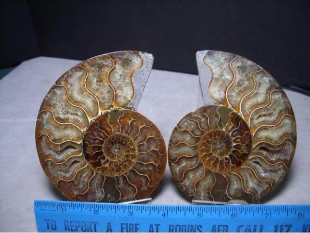 fossil ammonites
