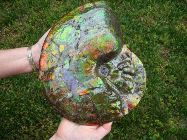 ammolite