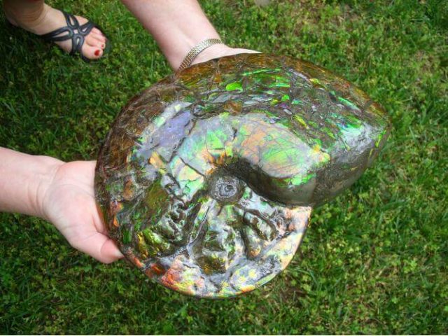 Canadian Ammonite