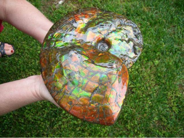 ammolite