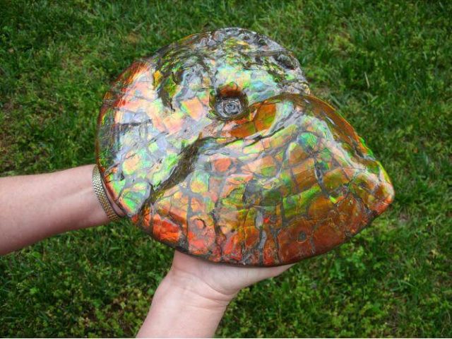 Canadian Ammonite