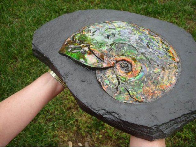 Canadian Ammonite