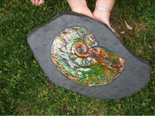 Canadian Ammonite
