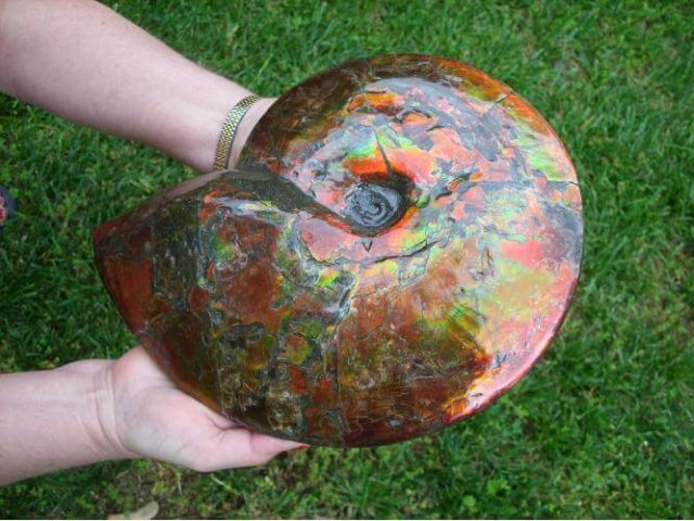 ammolite