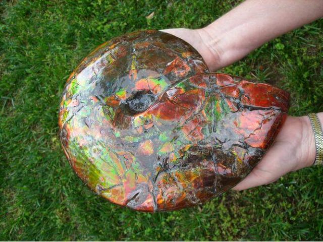 canadian ammonite