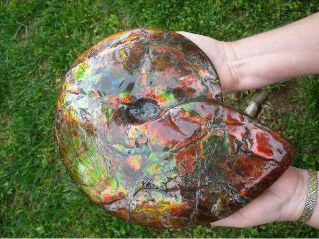 Canadian Ammonite