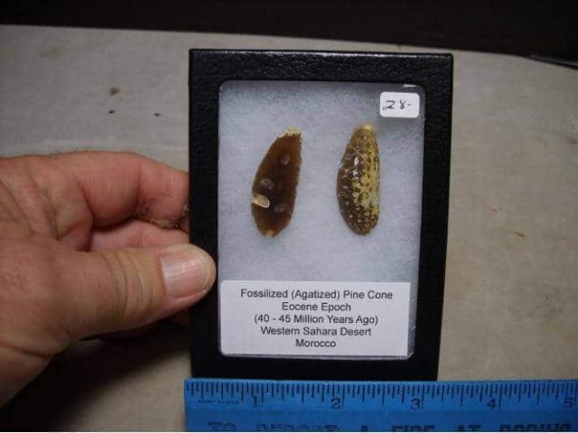 fossil cones
