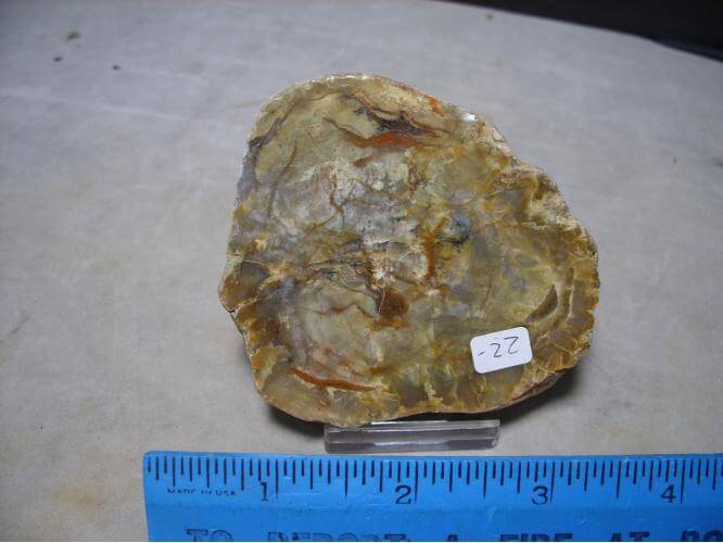 coprolite dinosaur dung