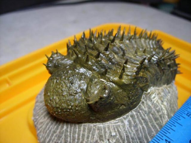Drotops Trilobite For Sale