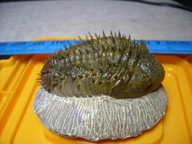 Drotops Trilobite For Sale