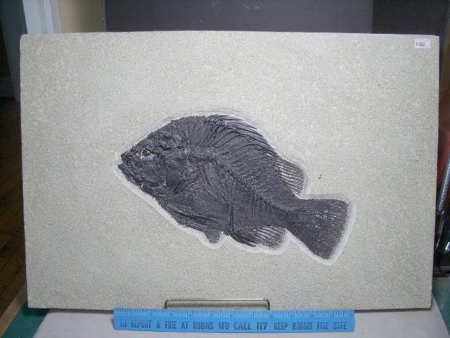 fossil fish