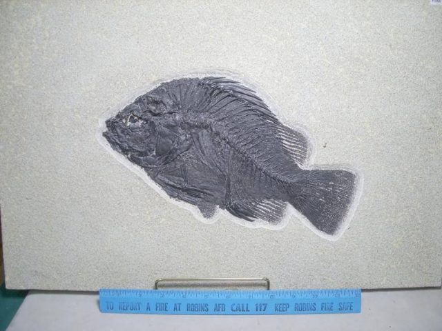 fossil fish