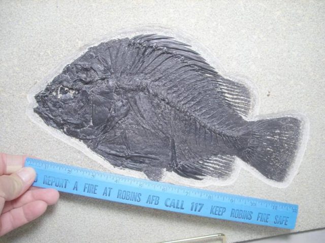 fossil fish