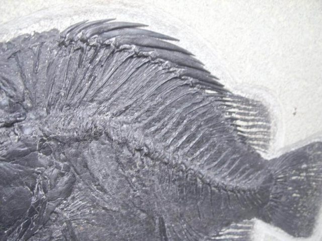 fossil fish