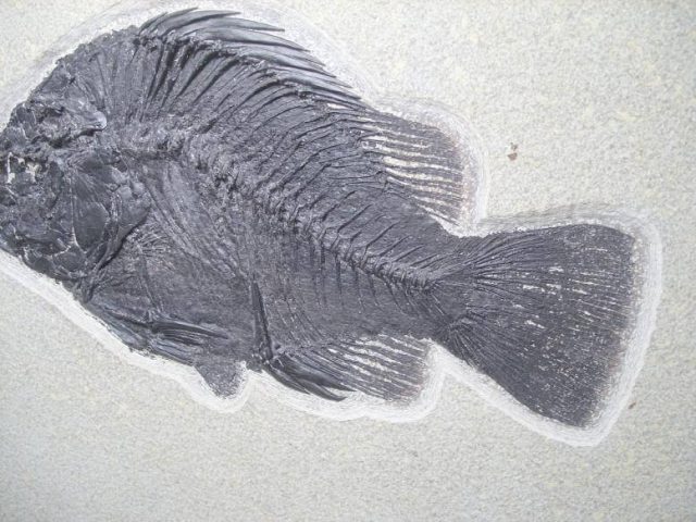 fossil fish