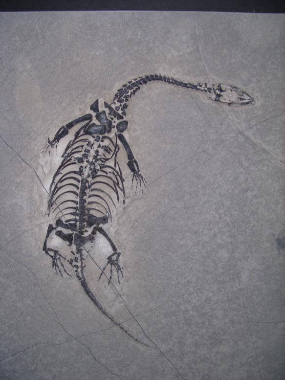 keichousaurus for sale