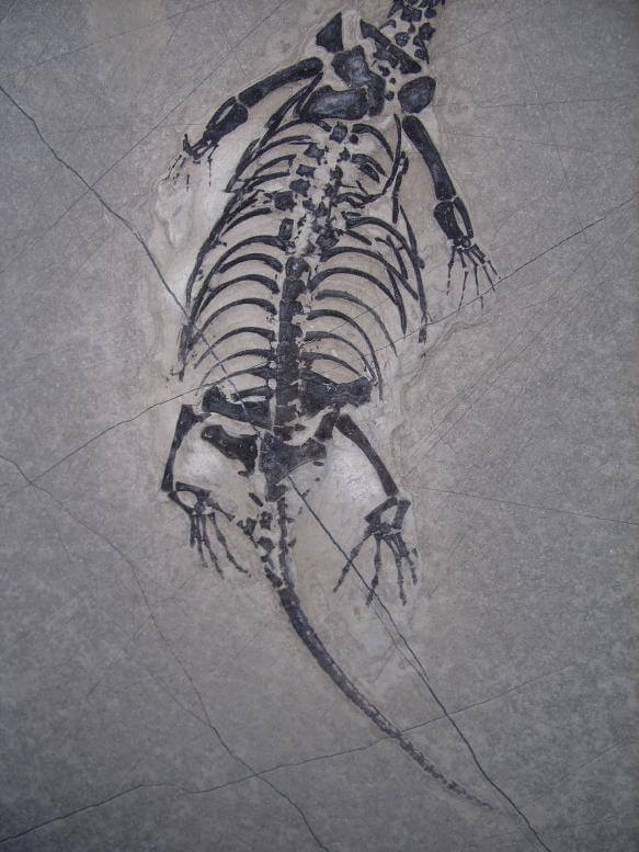keichousaurus for sale