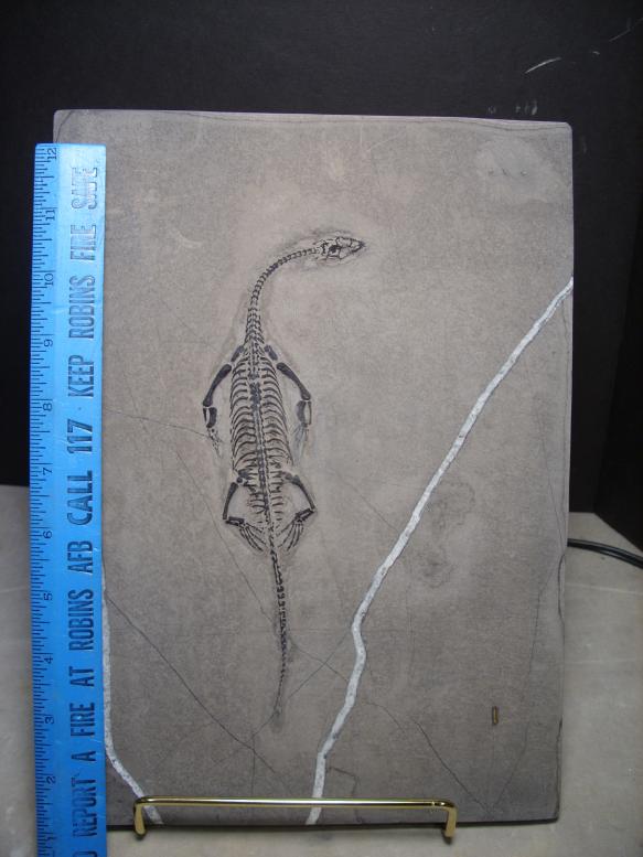 keichousaurus for sale