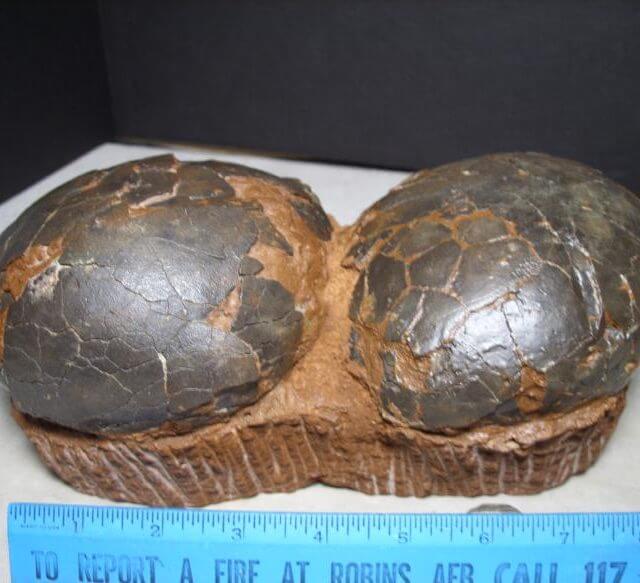 real dinosaur egg fossil for sale