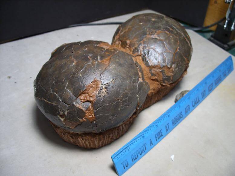 real dinosaur egg fossil for sale
