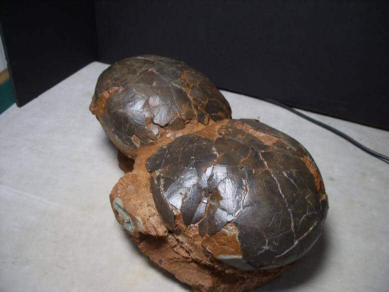 dinosaur fossil with eggs