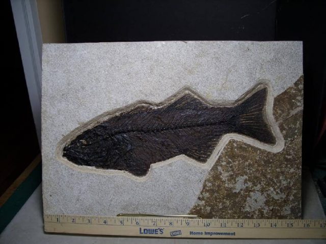 mioplosus fossil fish for sale