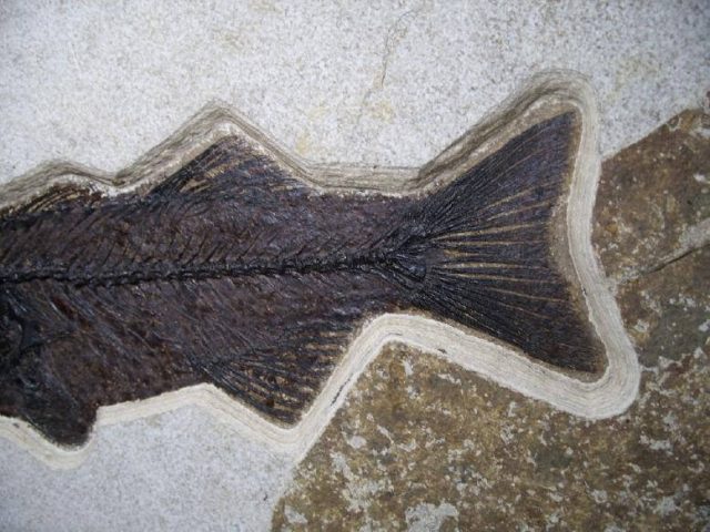 Priscacara Fossil Fish For Sale