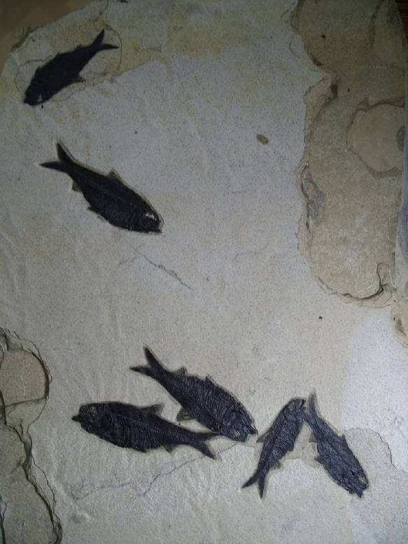 Green River Fossils