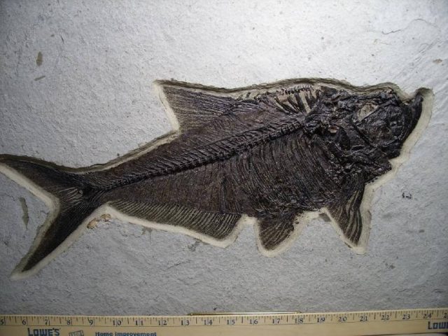 fossil fish