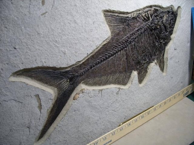 fossil fish