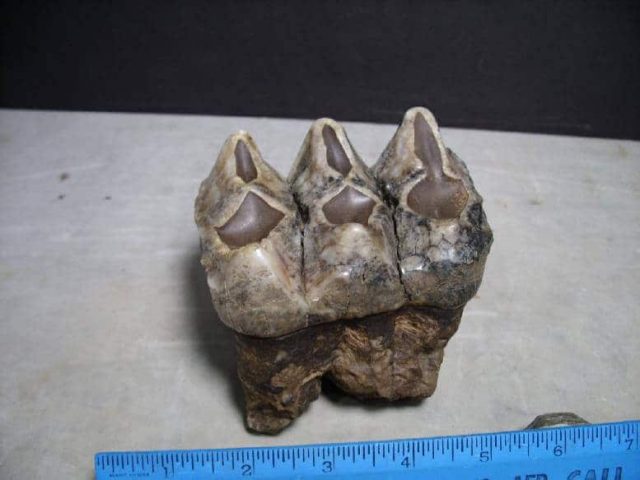 Mastodon Tooth